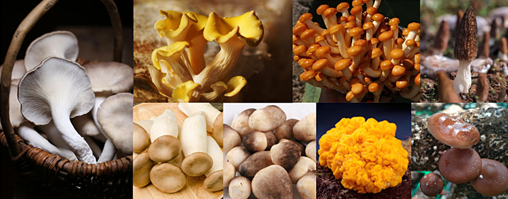 1765954767599335.jpg 菌菇类.jpg