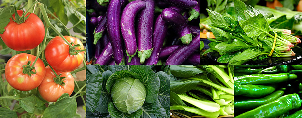 1765954841115379.jpg 蔬菜类.jpg